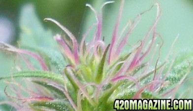 Woodsman Outdoors 9-5 Pink_Cola_of_Bagweed_2