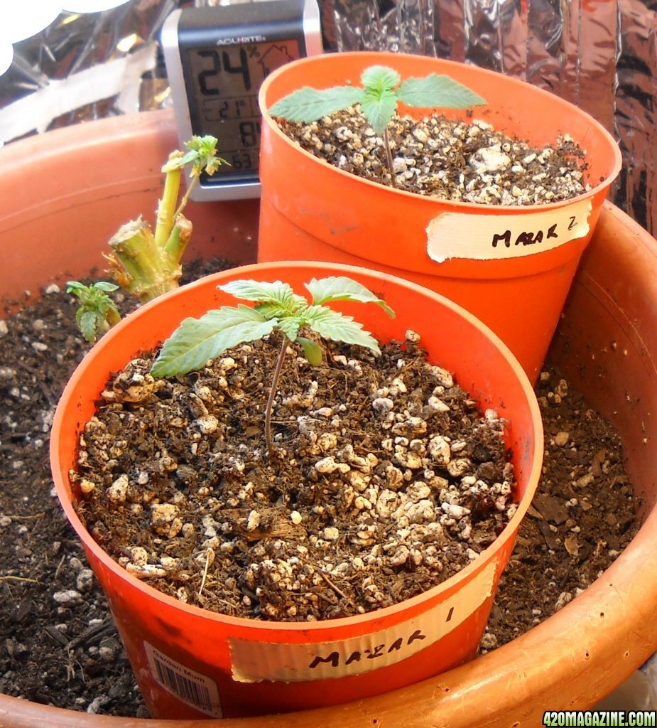 Woodsman's 2010 Outdoor - Two Baby Mazar Plants