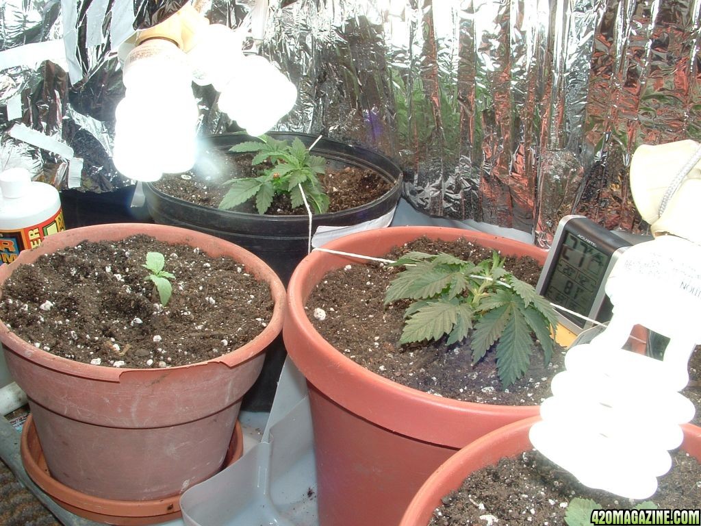 Woodsman's NL#5 Grow - 2 weeks Veg