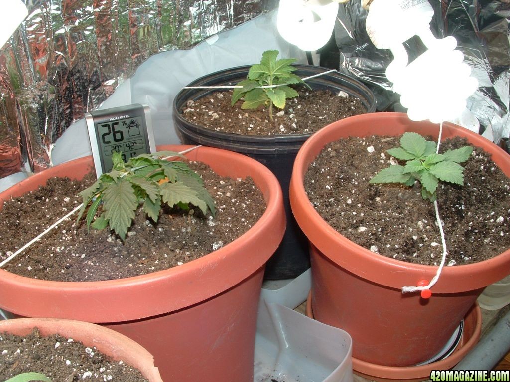 Woodsman's NL#5 Grow - 2 weeks Veg