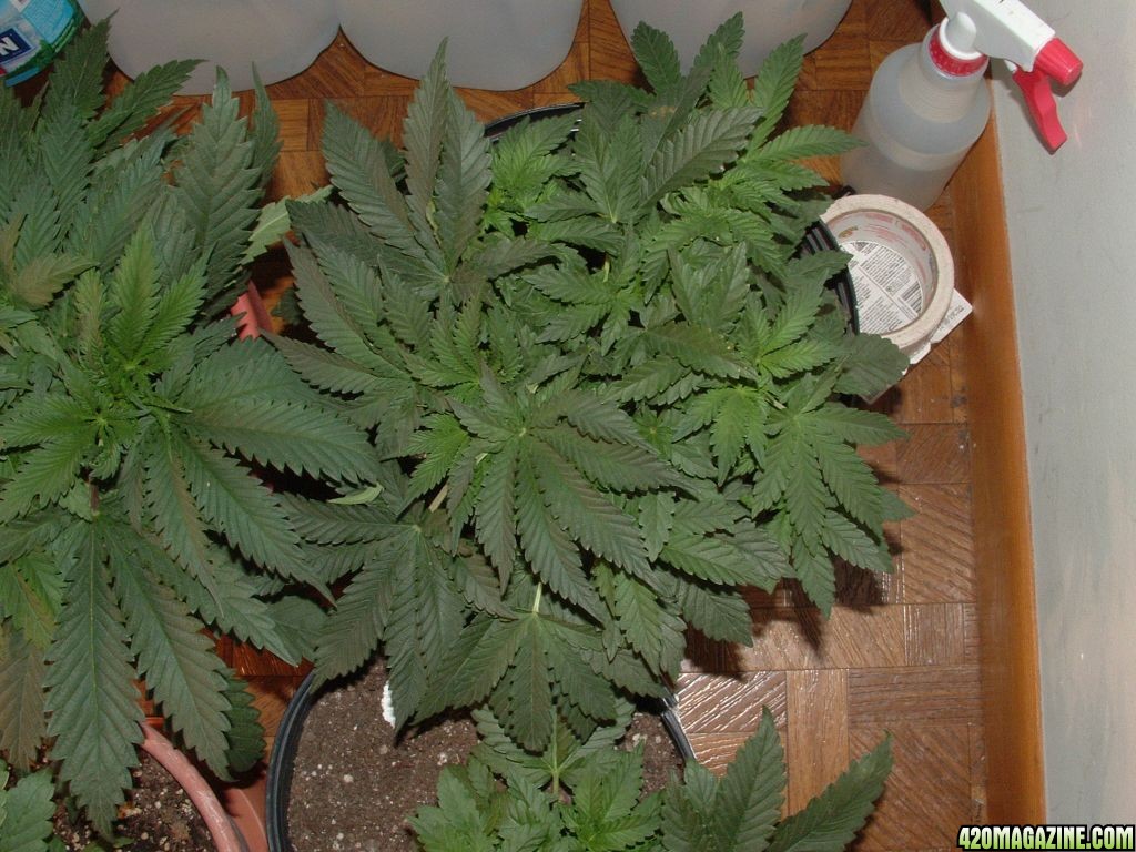 Woodsman's NL#5 Grow at 3 1/2 weeks