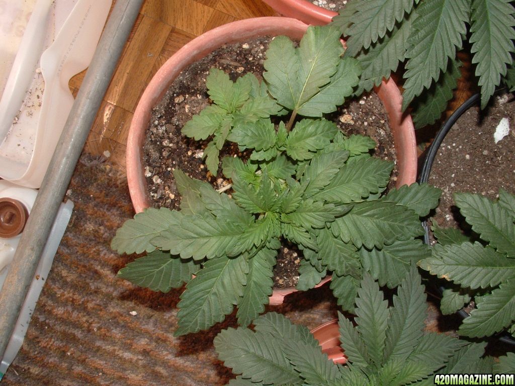 Woodsman's NL#5 Grow at 3 1/2 weeks