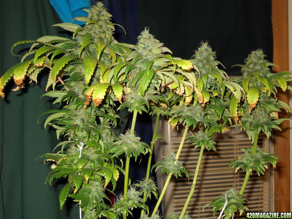 Woodsman's NL#5 Grow Flower Day 62