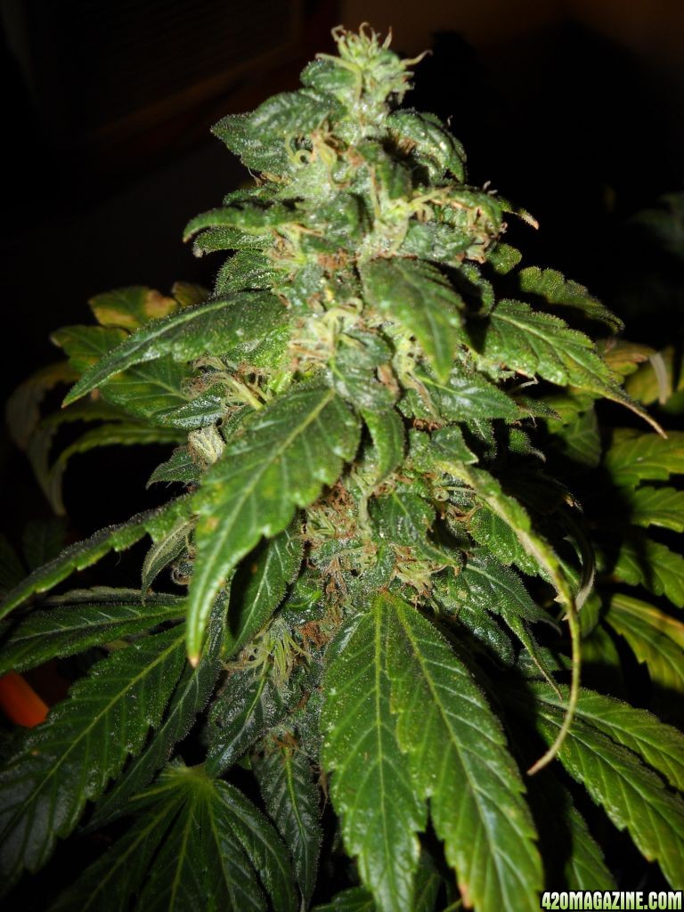 Woodsman's NL#5 Grow Flower Day 62