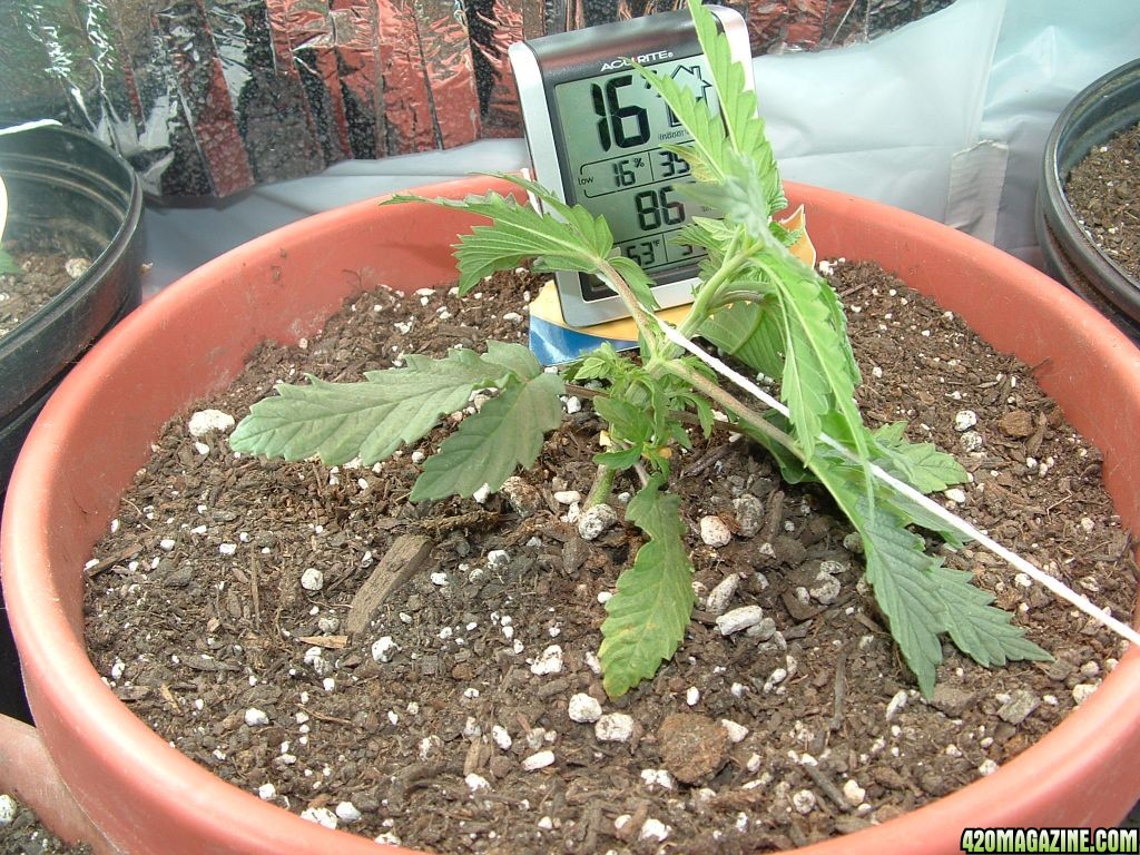 Woodsman's NL#5 Grow -Plant #1 in LST