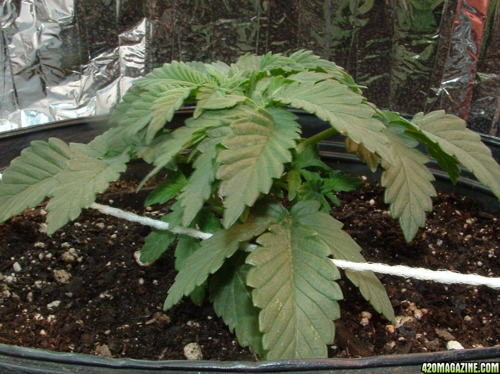 Woodsman's NL #5 Grow