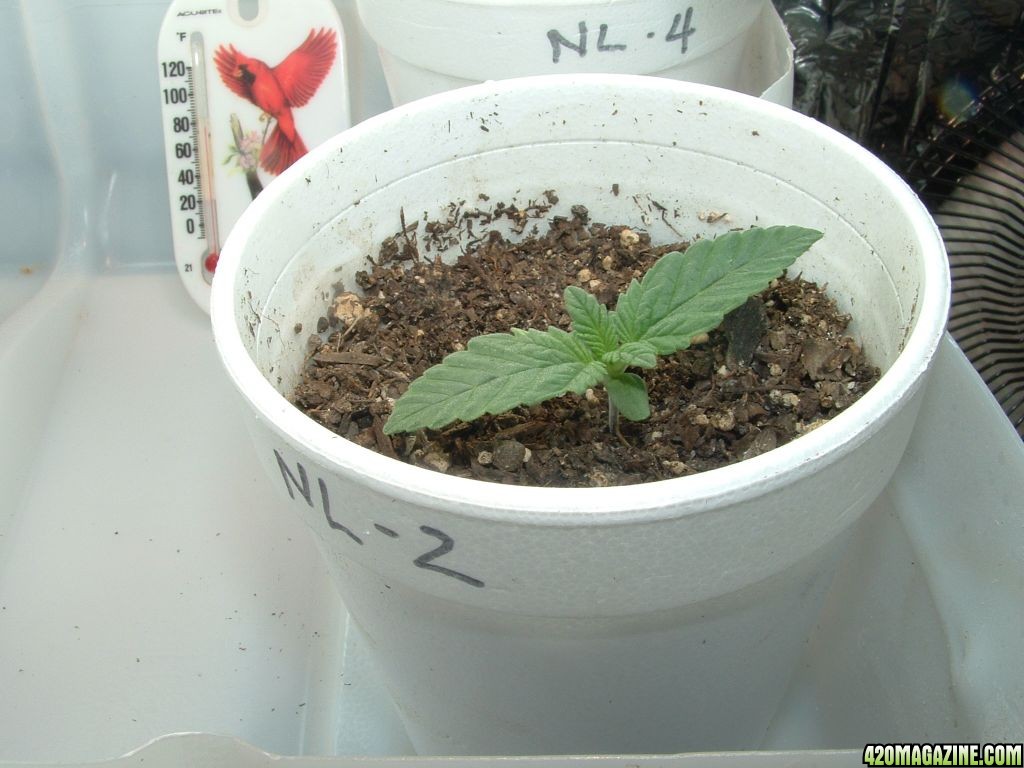 Woodsman's NL #5 plant 2