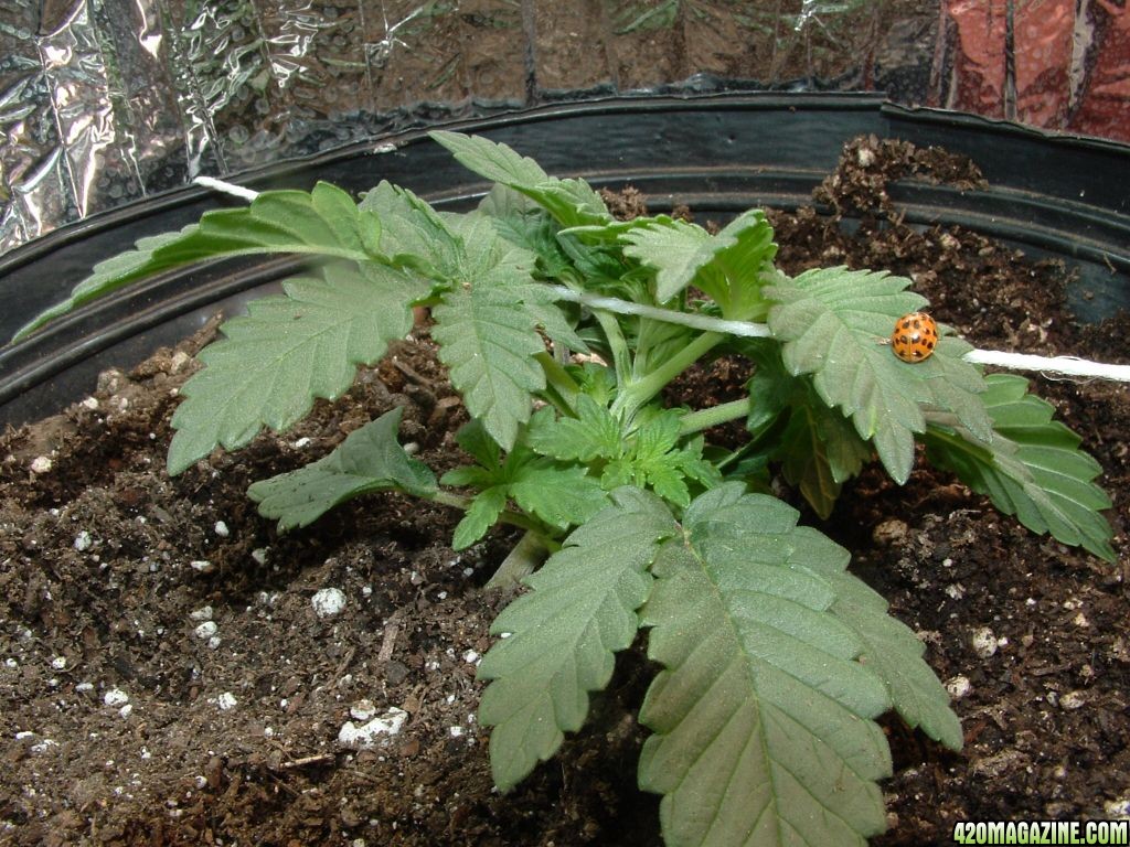 Woodsman's NL#5 Plant2 in LST with Ladybug