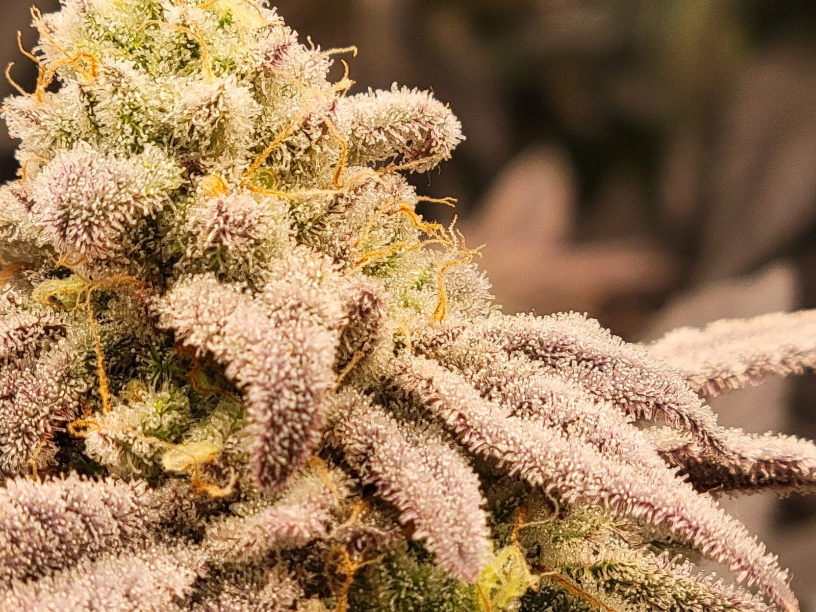 worlds_best_weed_marijuana_trichomes_thc_terpenes.jpg