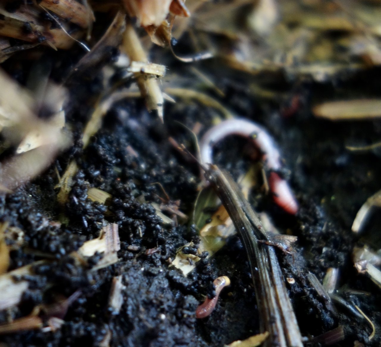 Worms living under the mulch of the Godfather OG - 9/Mar/21