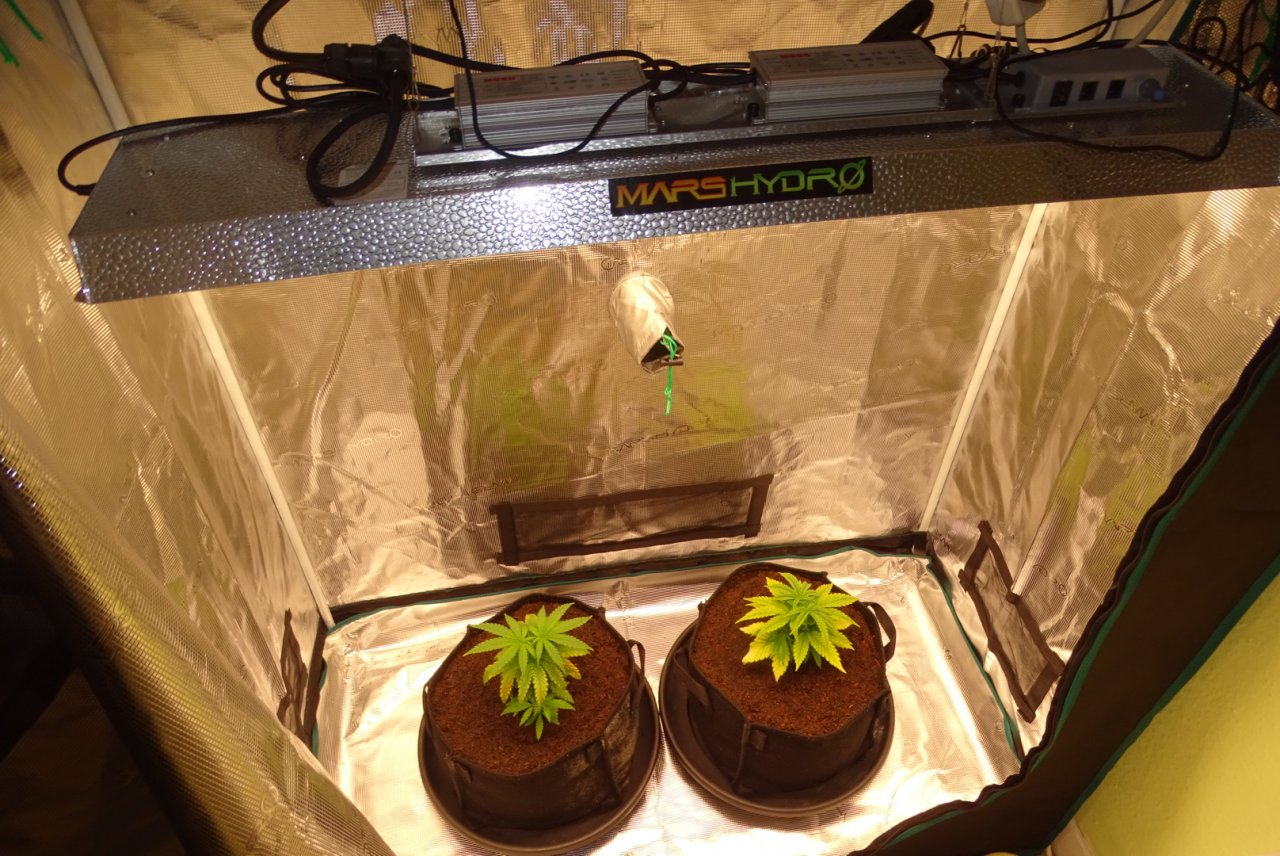 WSE GSC Comparative Grow