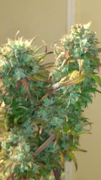 WT Bud Before Harvest 9_7_20.jpg