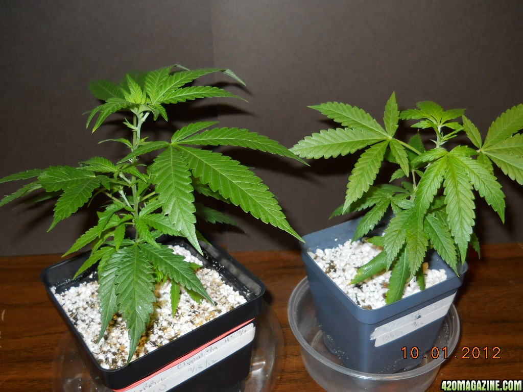 WW and BbG clones