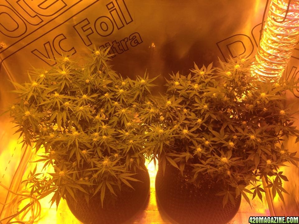 WW and TD that veg under MH600 then flower under hps400+LED