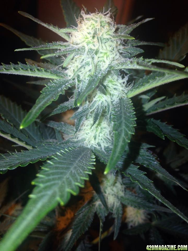 WW and TD that veg under MH600 then flower under hps400+LED