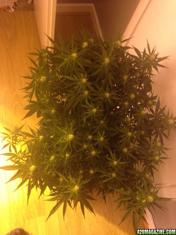 WW and TD that veg under MH600 then flower under hps400+LED