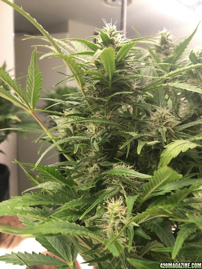 WW Auto day 60ish