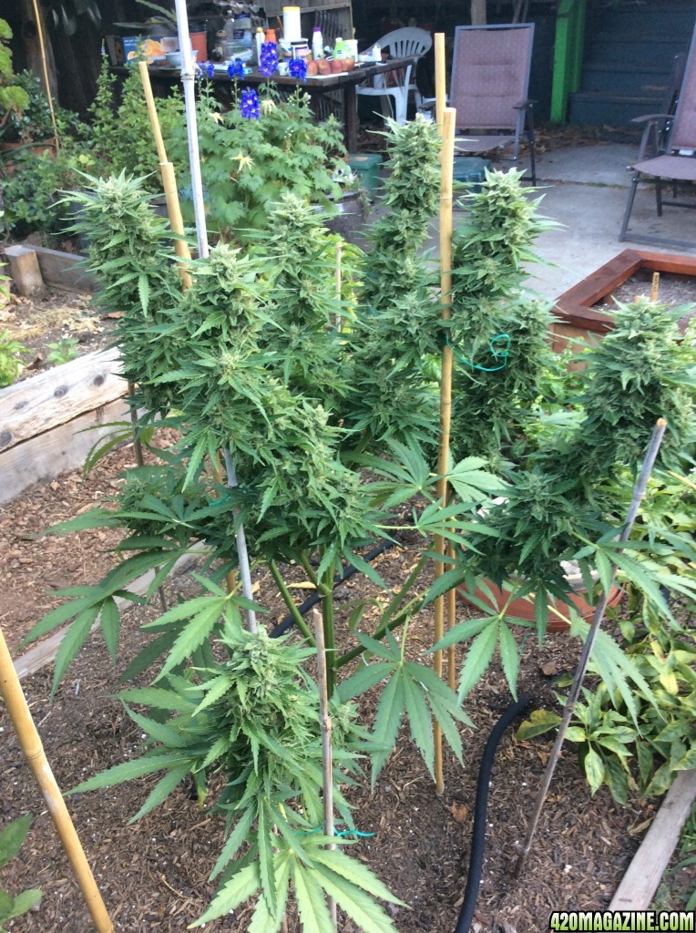 WW autos 12 and 9 weeks ready to harvest