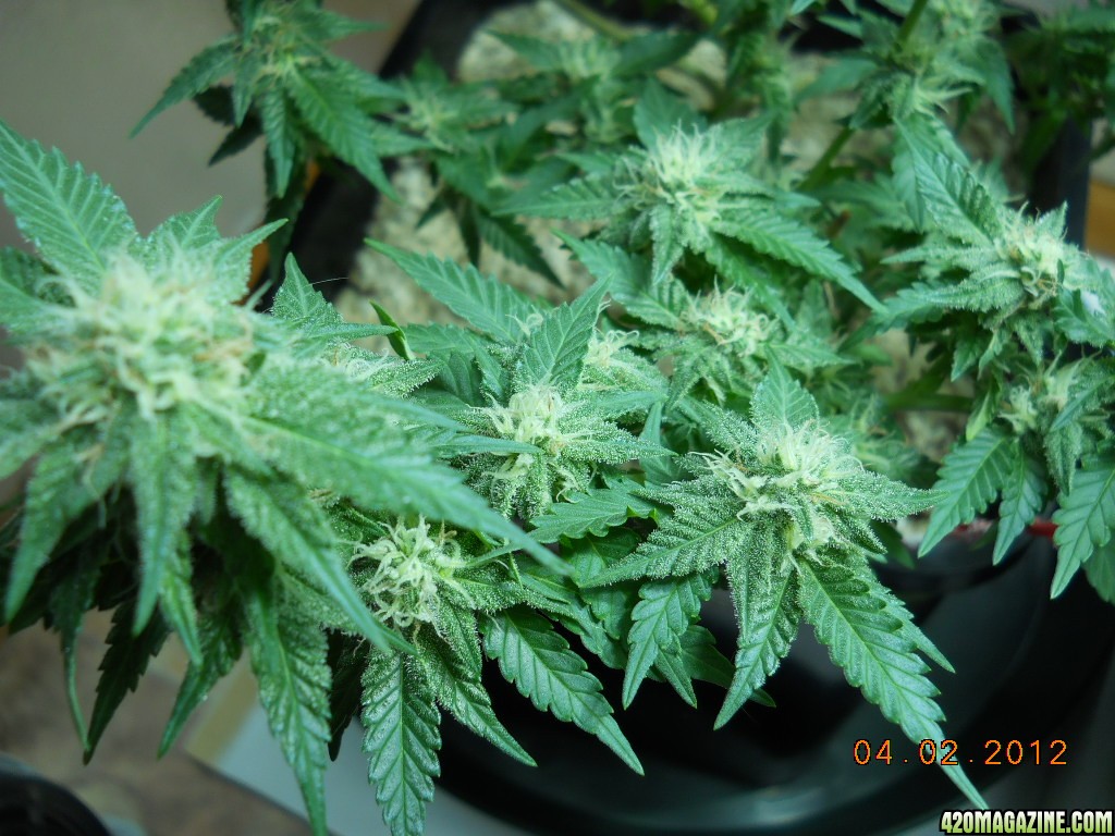 WW bonsai - 23 days flower