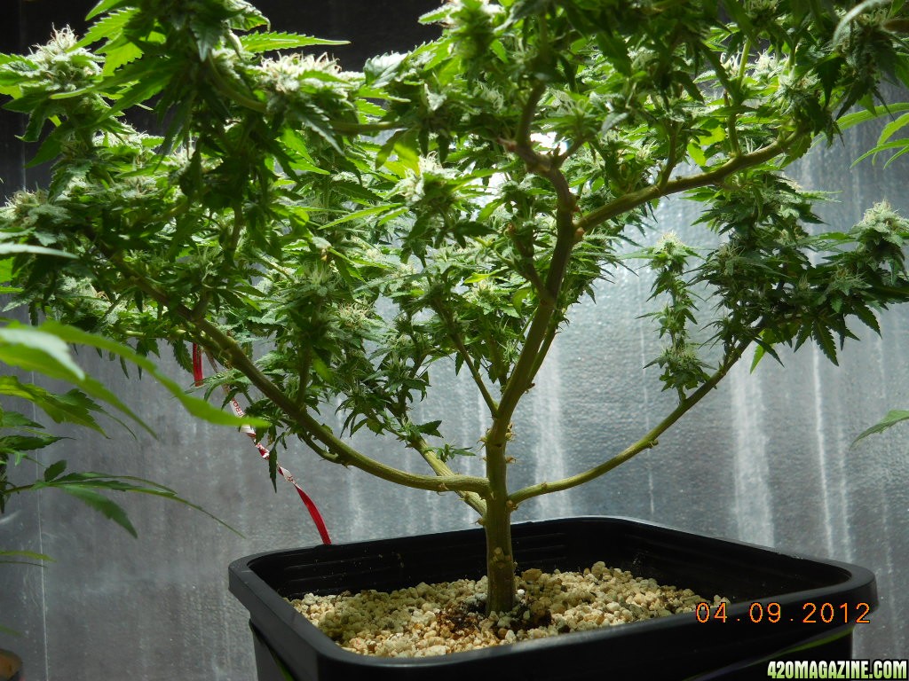 WW bonsai