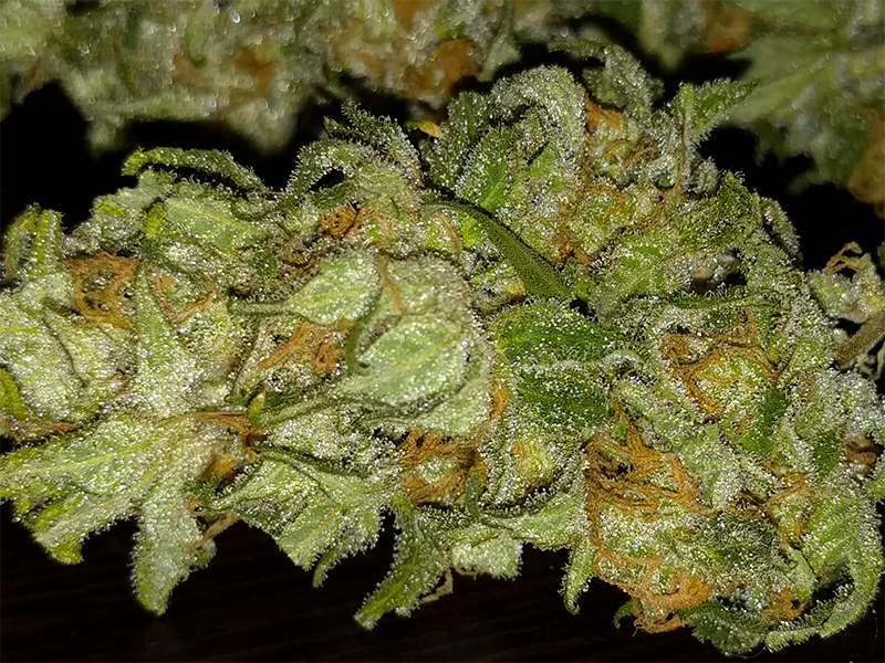 WW Bud closeup