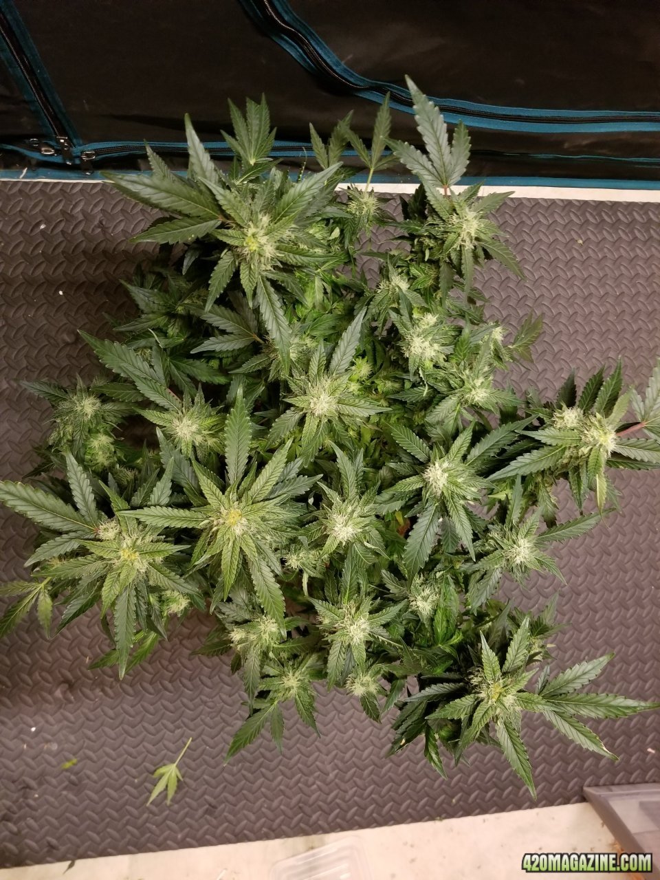 Ww clone 24days flip after.jpg