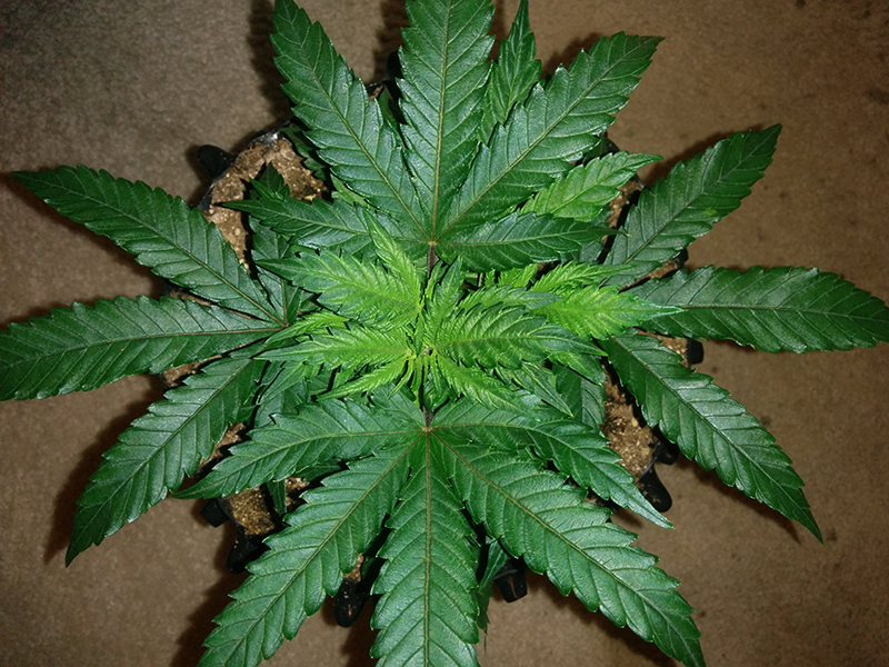 WW Clone Day 19