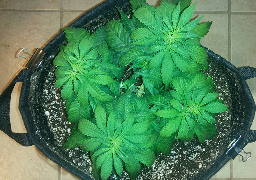 WW Clone Day 30