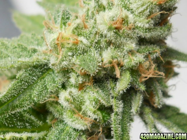 ww cola - close up