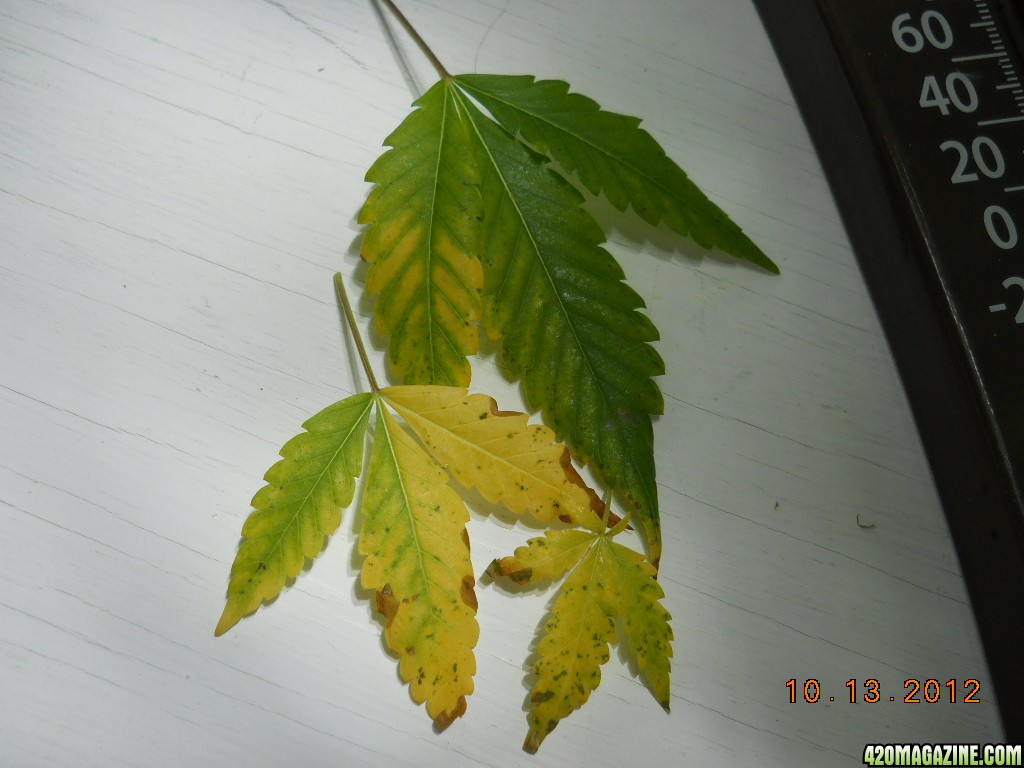 WW leaves