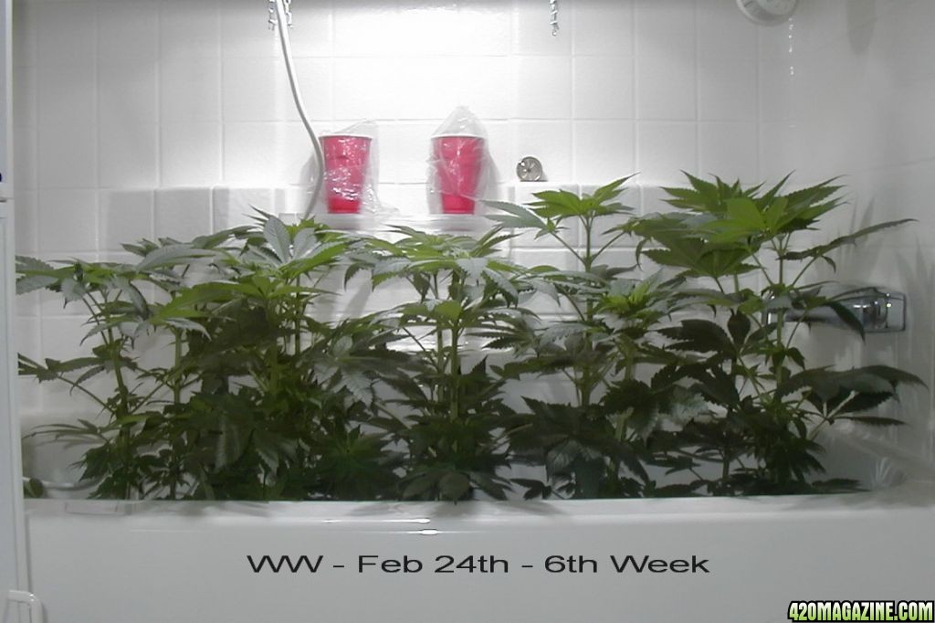 WW Winter Grow