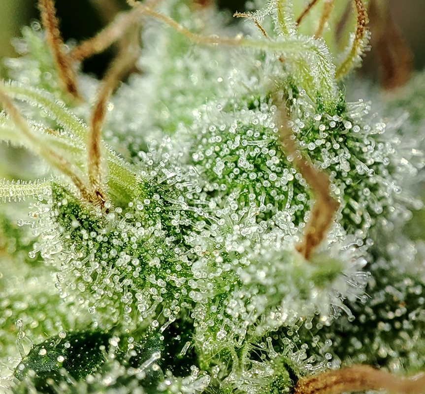 WW_trichomes1.jpg