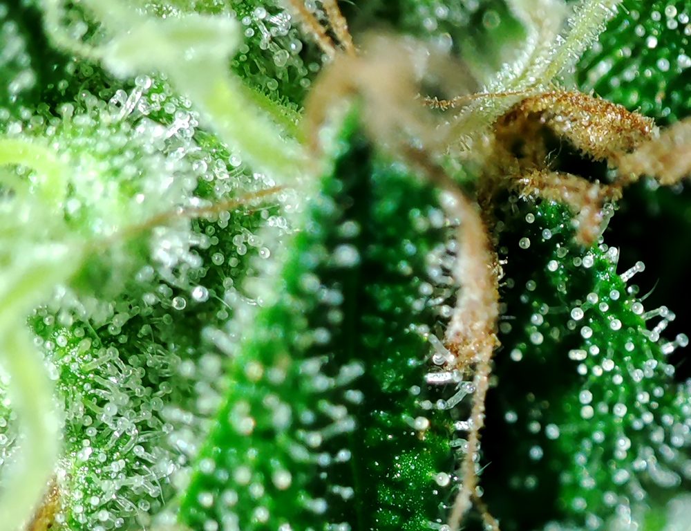 WW_trichomes1.jpg