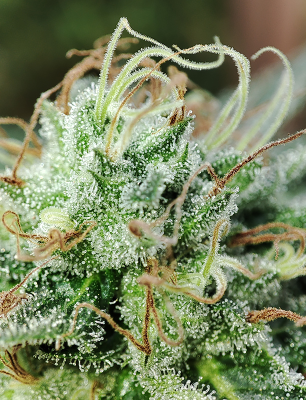 WW_trichomes2.jpg