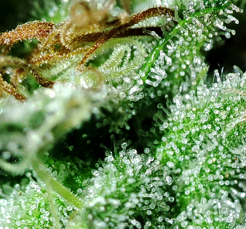 WW_trichomes2.jpg