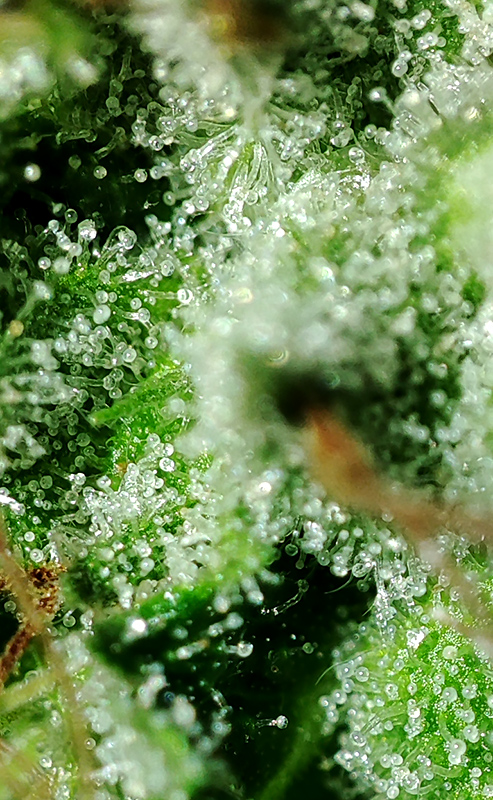 WW_trichomes3.jpg