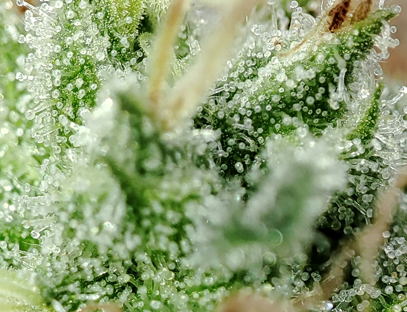 WW_trichomes4.jpg