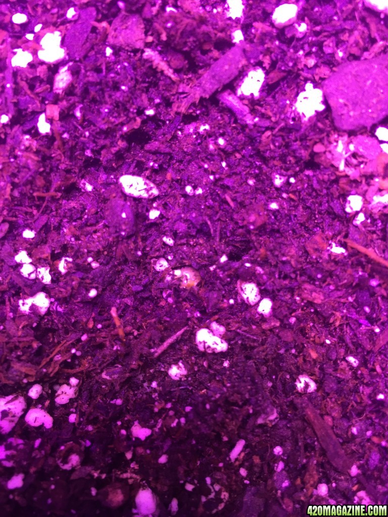 WWAutoSeedling