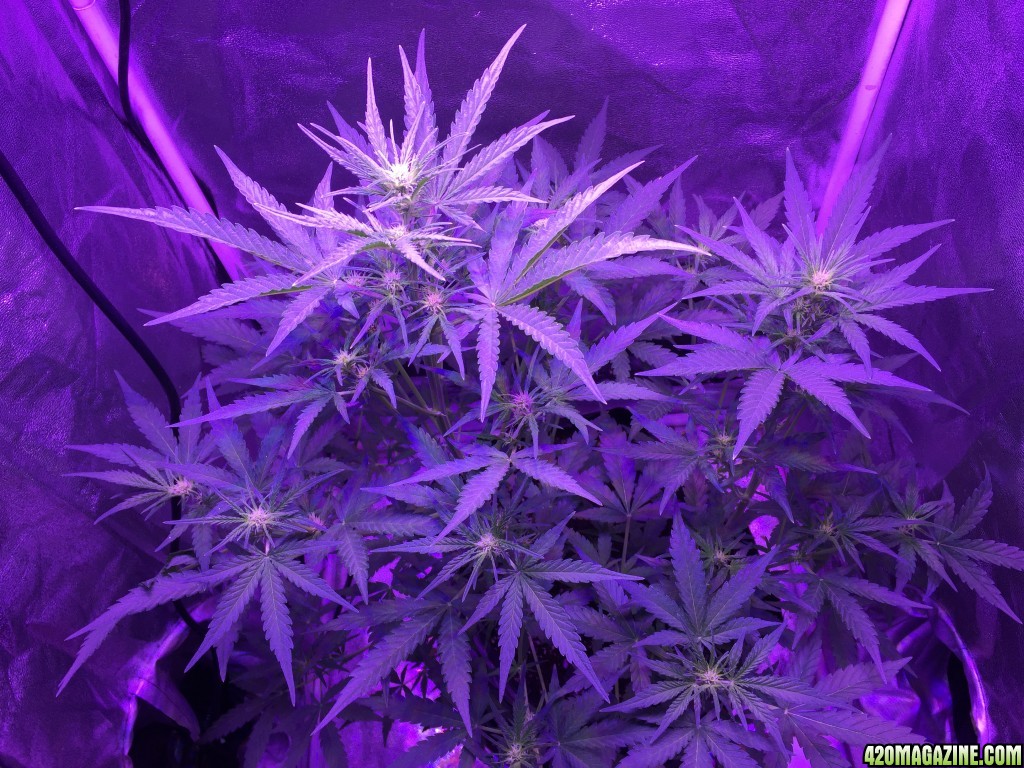 X2 White Widow x Big Bud under 450 led light