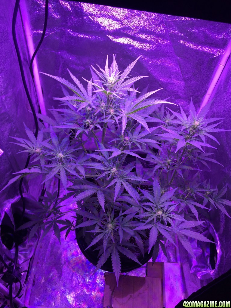 X2 White Widow x Big Bud under 450 led light