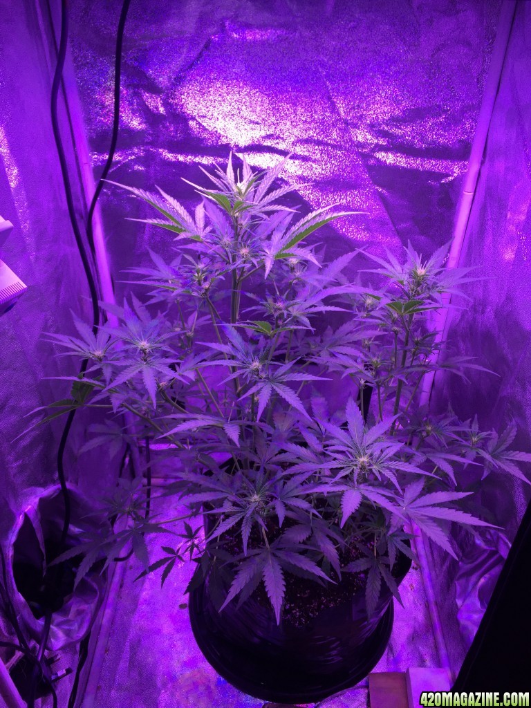 X2 White Widow x Big Bud under 450 led light