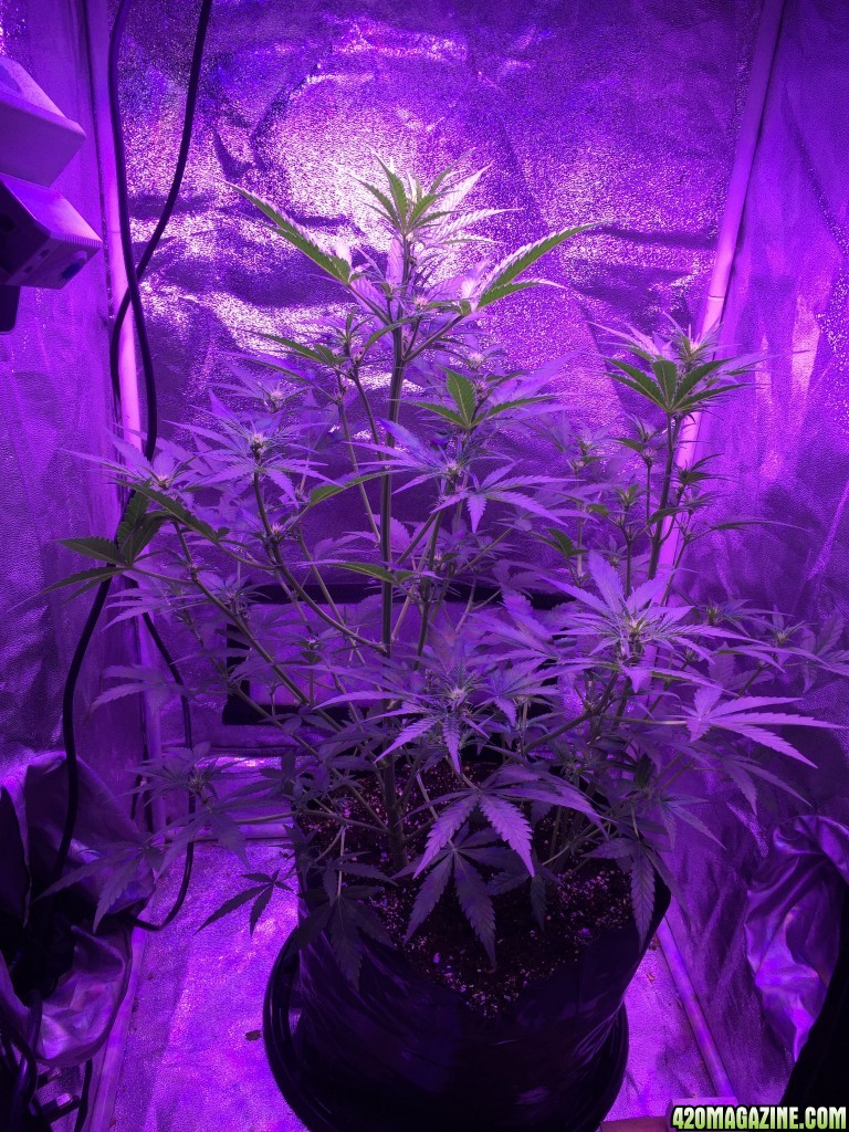 X2 White Widow x Big Bud under 450 led light