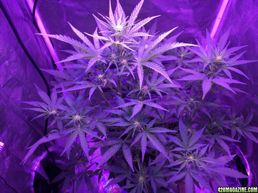 X2 White Widow x Big Bud under 450 led light