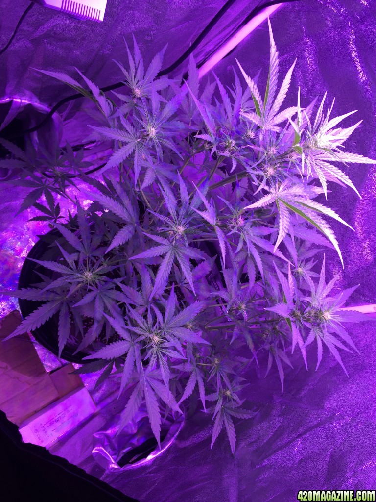 X2 White Widow x Big Bud under 450 led light