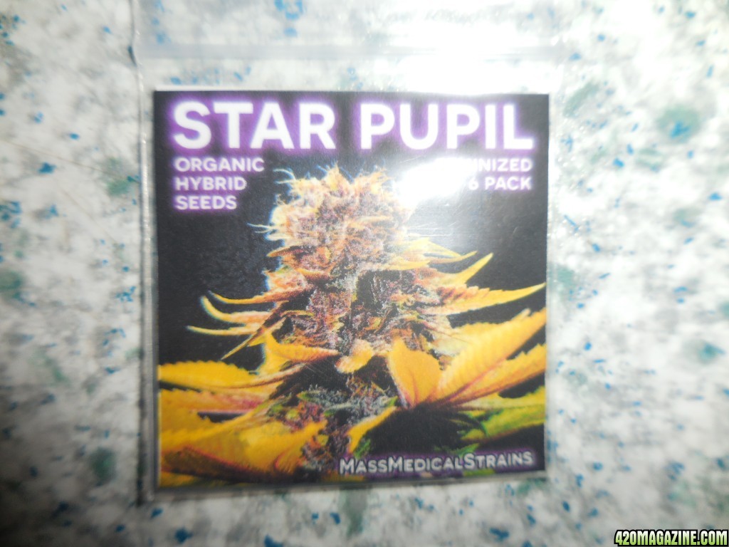 xxxxxxxxxxStar_Pupil_seeds_002