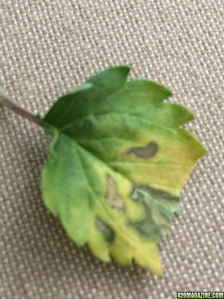 Yellow and brown leaves