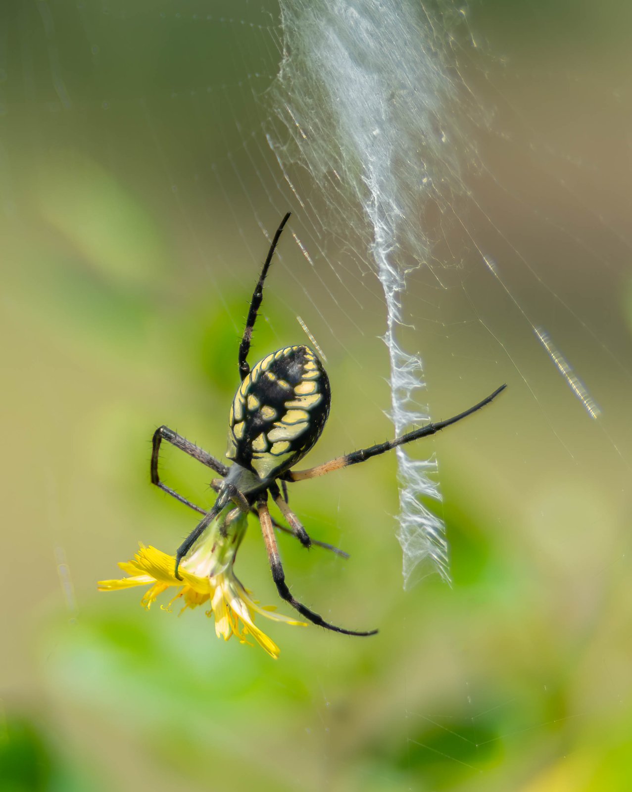 Yellow Garden spider back-3.jpg