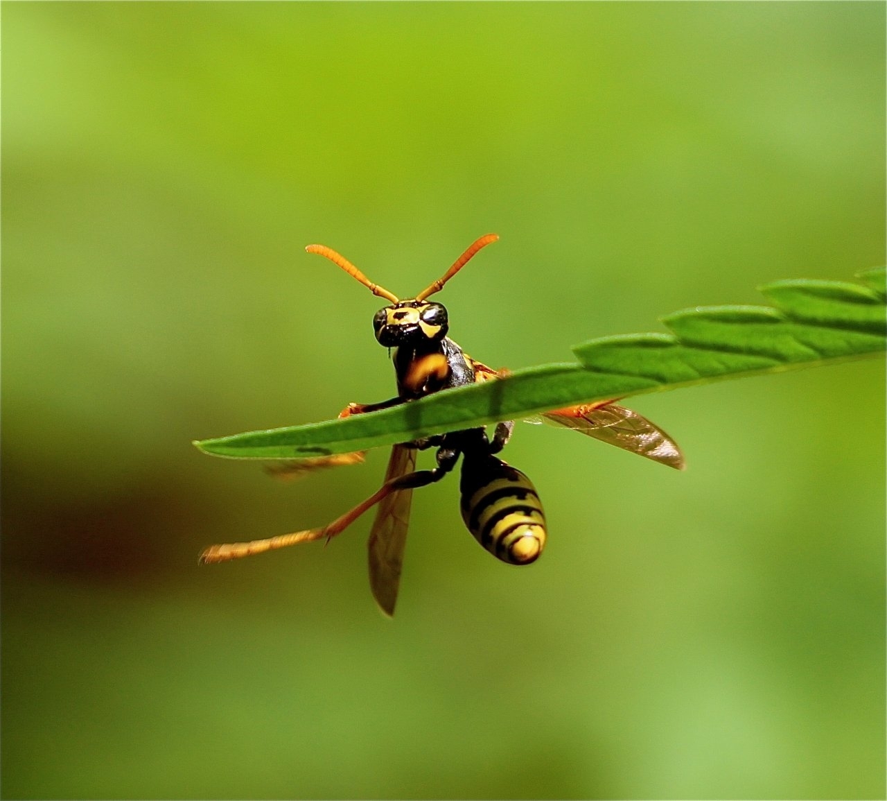 Yellow Jacket on Cannabis Leaf-2.JPG