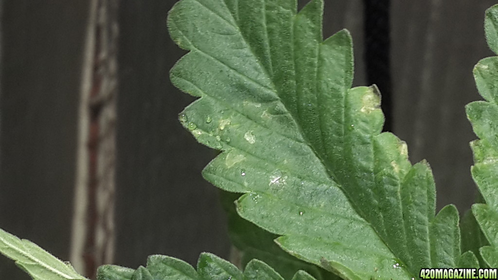 yellow leaf