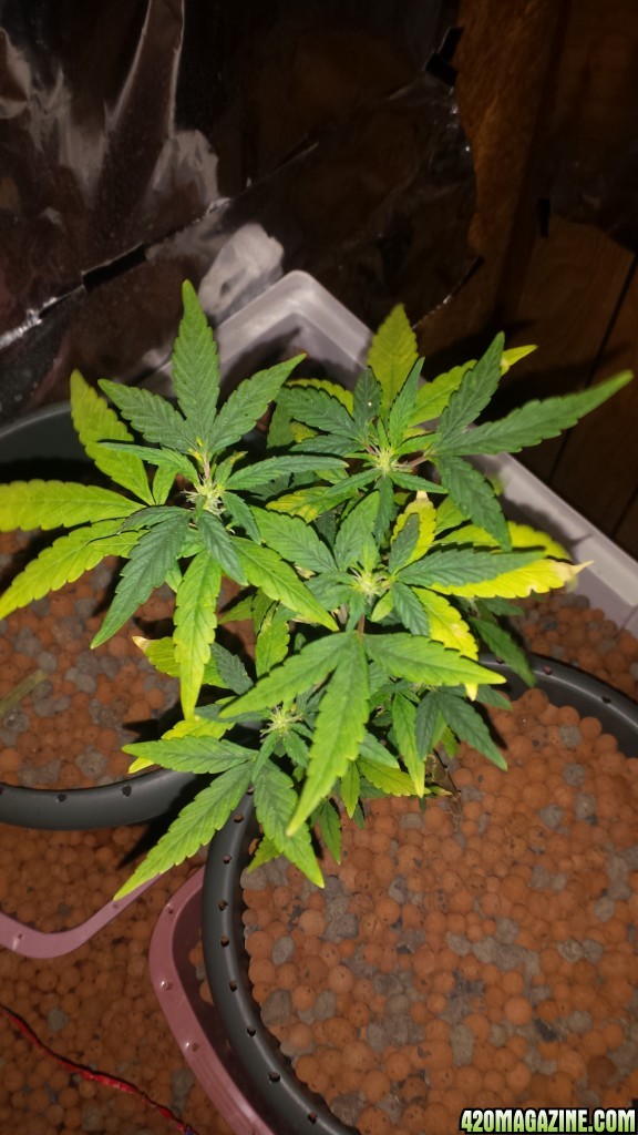 Yellow leaves cant find problem plz help